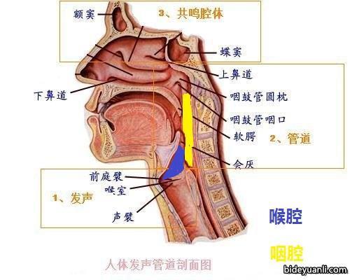 妮露绽放