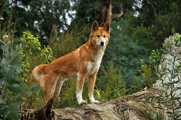 澳洲野狗是中华田园犬后代吗 澳洲野狗和中华田园犬