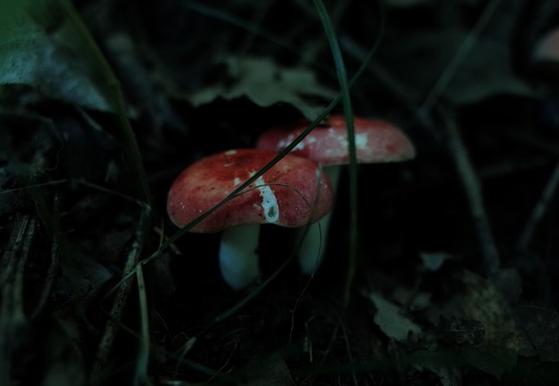 除了鹤观哪里还有幽灯蕈 幽灯蕈采没开鹤观怎么拿