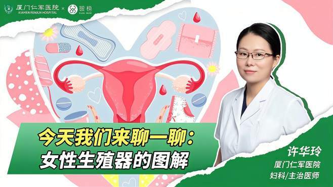 女性生殖结构图解 女性生殖系统图解