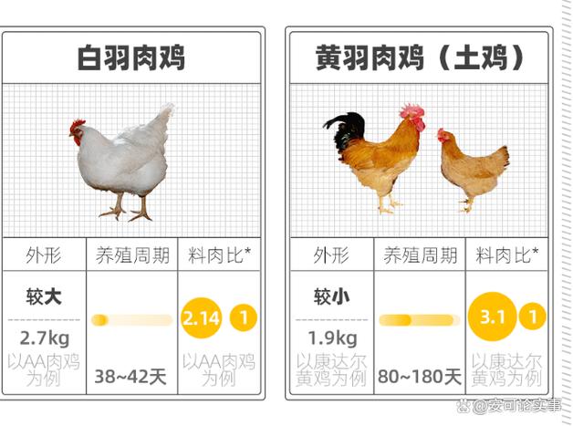 速生鸡速成的原因 我们常吃的白羽速生鸡